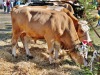IMG_4011