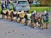 Mais où sont passés les chevaux ?