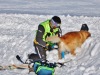 Chien au travail.