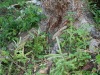 Ici pas de trépied, un arbre qui protège les jeunes pousses.