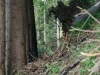 Point de vue sur la forêt deux ans après