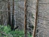 La forêt se régénère peu à peu.
