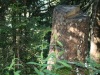 Ici une souche protège un sapin qui pousse