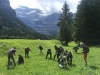 Cueillette de plantes sauvages le long de la Grande Eau