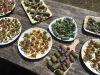 Feuilles de rumex farcies, tartare de tiges de berce et roulades de renouée bistorte au serpolet