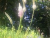 Boutons floraux de plantain moyen