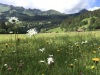 Prairie fleurie aux Diablerets