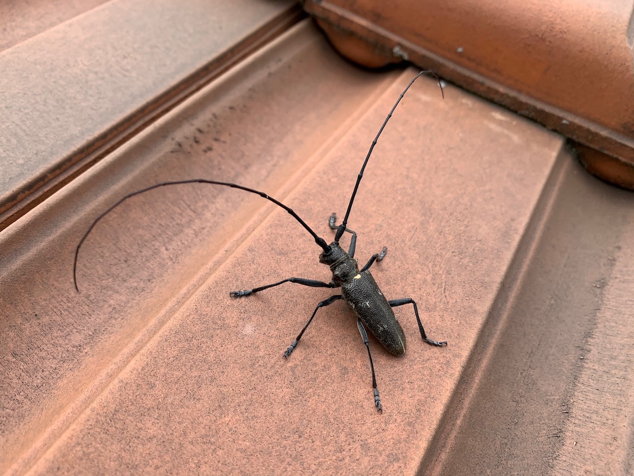 Il y a les xylophages comme le longicorne, ici un Monochamus sartor mâle.