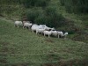 Première étape rabattre les moutons dans un seul parc.
