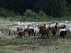 Les bergers des Pyrénées contrôlent leurs bêtes.