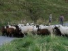 Sortie du parc, la transhumance démarre.