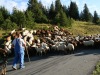 Les moutons ont décidé de prendre un raccourci pour le col de La Croix.