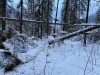 Les câbles sous tension à cause des arbres tombés.