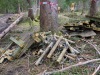 Exemple de destruction dans le parcours accrobranches.