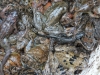 Un triton au milieu des grenouilles.