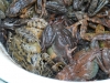 C'est l'heure de pointe pour les pendulaires amphibiens.
