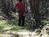 Les bûcherons débarrassent les arbres sur le passage.