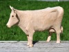 Une jolie vache sculptée.