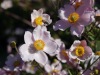 Une abeille continue son travail, indifférente à ses voisins humains.