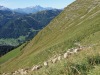 Sans eux, les herbes deviendraient hautes, propices aux glissements de plaques de neige en hiver.