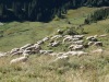 Des animaux qui entretiennent les prairies particulièrement pentues.