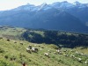 Les moutons avec vue sur le plateau d'Isenau et de la Marnèche.