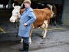 Une vache après les enchères.