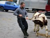Steve Duvaud aux prises avec un taurillon.