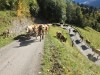 Un semblant de Poya