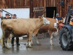 Lavage des vaches