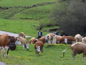 Les vaches commencent à avoir soif