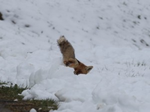 D'abord, un bon lavage dans la neige fraîche. Quel bien ça fait !!!