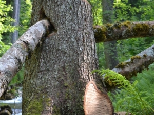 Des éléments naturels pour sécuriser le chemin.