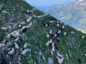 Les brebis n\'ont pas de mal à se frayer un chemin.