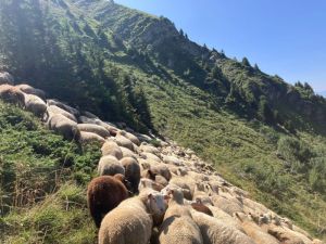 Les moutons, en quête d\'herbes de qualité, entretiennent nos paysages.