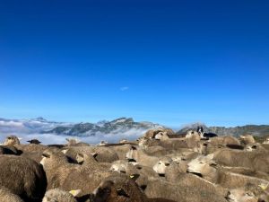 Le troupeau de moutons, fidèle à son instinct grégaire, avance en harmonie avec le paysage.