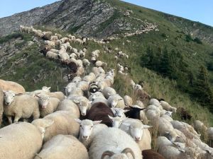 Le troupeau se déplace, guidé par la bergère Dounia.