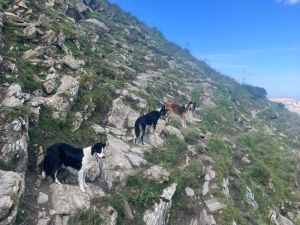 Les Border Collie, une aide précieuse pour Dounia.