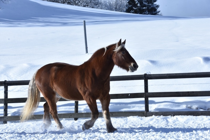 La force tranquille Barec au paddock