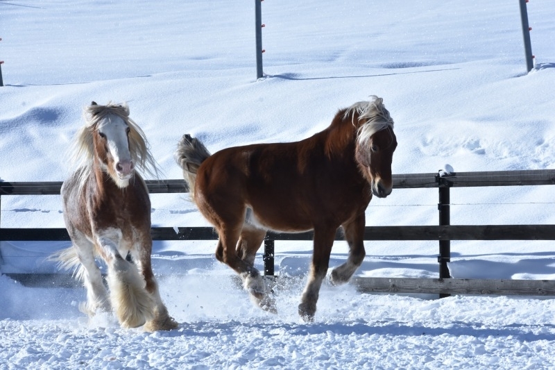 Barec et Ty Boy, chevaux au vent…
