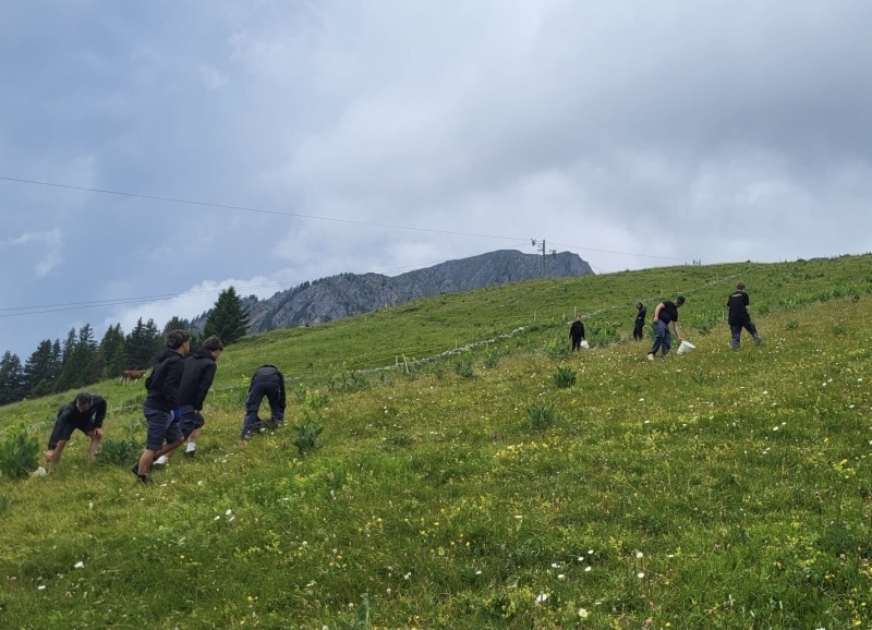 Ramassage de Pierres sur les pistes du Parchet 1 aux Mosses (©Vincent Perrod)