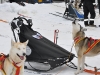 Chiens traineau C_0558