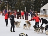 chiens traineau SC_0550