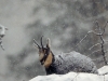 Chamois
