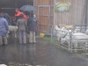 Syndicat petit betail SA 16.10.10 033