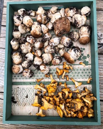 Champignons